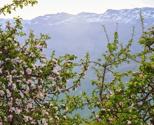 The Hardangerfjord, Apple blossom